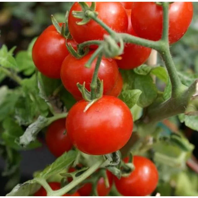 TOMATO RED CHERRY LARGE – 7 GALLON WITH CAGE