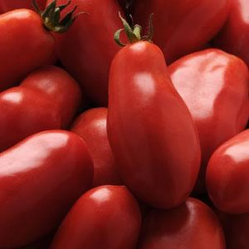 TOMATO SAN MARZANO LARGE PLUM – 7 GALLON WITH CAGE