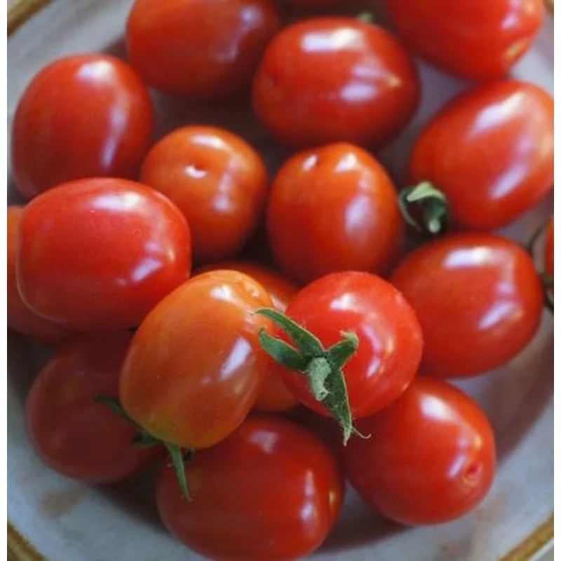 TOMATO SANTA – 7 GALLON WITH CAGE