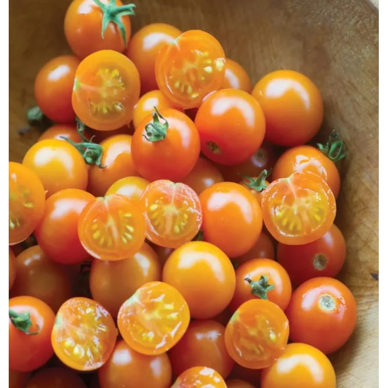 TOMATO SUNGOLD – 2 GALLON WITH CAGE
