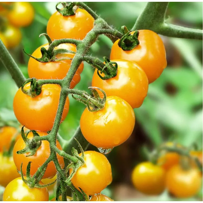 TOMATO SUNSUGAR (GOLDEN ORANGE) – 7 GALLON WITH CAGE