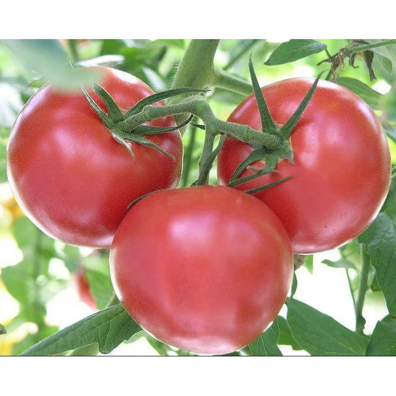 TOMATO SUPERSONIC – 2 GALLON WITH CAGE