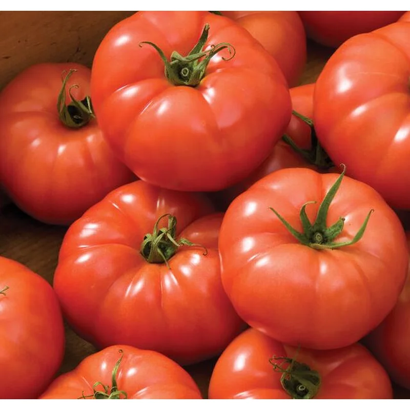 TOMATO SUPERSTEAK – FLAT OF 32 PLANTS