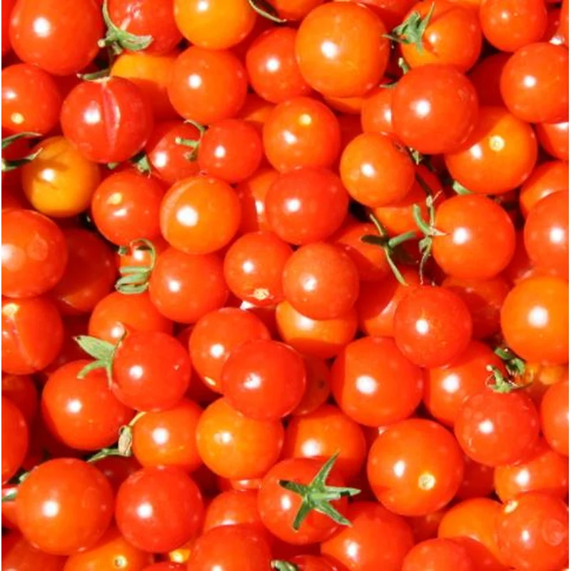 TOMATO SWEET 100 – 4″ POT