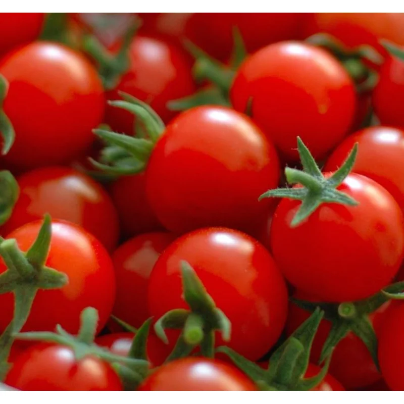 TOMATO SWEET BABY GIRL – 4″ POT