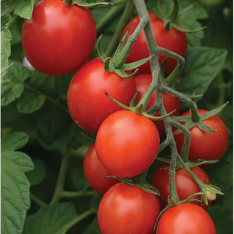 TOMATO TIDY TREATS – 2 GALLON WITH CAGE