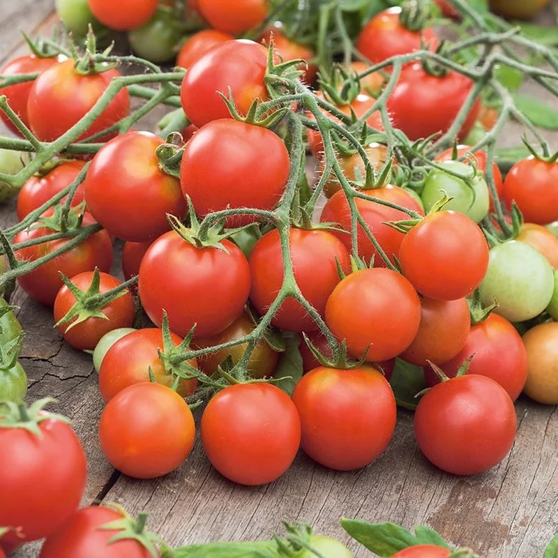TOMATO TUMBLER – 8″ POT