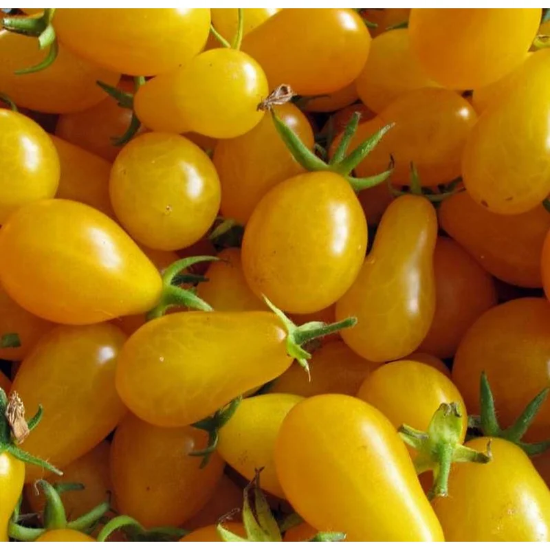 TOMATO YELLOW PEAR – FLAT OF 32 PLANTS
