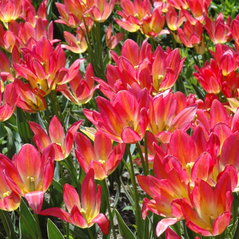 TULIP ANTOINETTE BUNCH FLOWERING