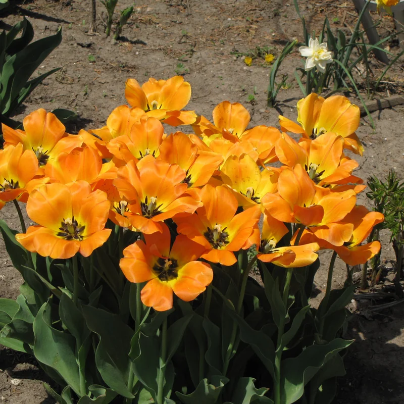TULIP BLUSHING APELDOORN DARWIN