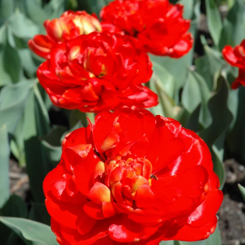 TULIP MIRANDA DOUBLE LATE