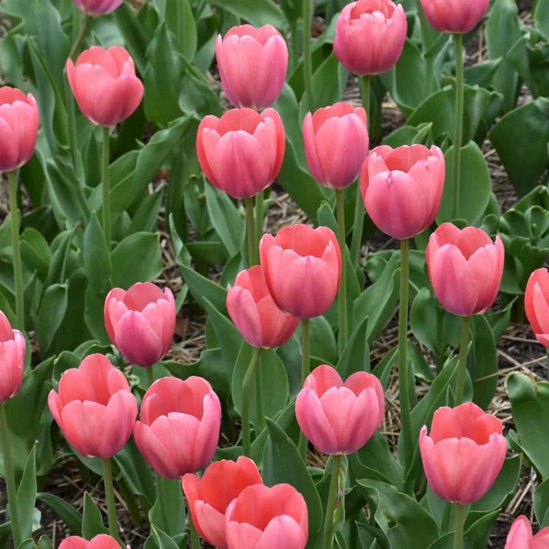TULIP MYSTIC VAN EIJK DARWIN