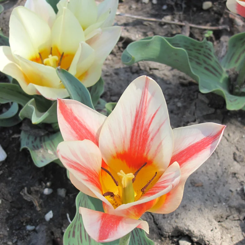 TULIP QUEBEC BUNCH FLOWERING