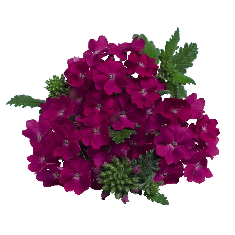 VERBENA EMPRESS PURPLE – 4″ POT