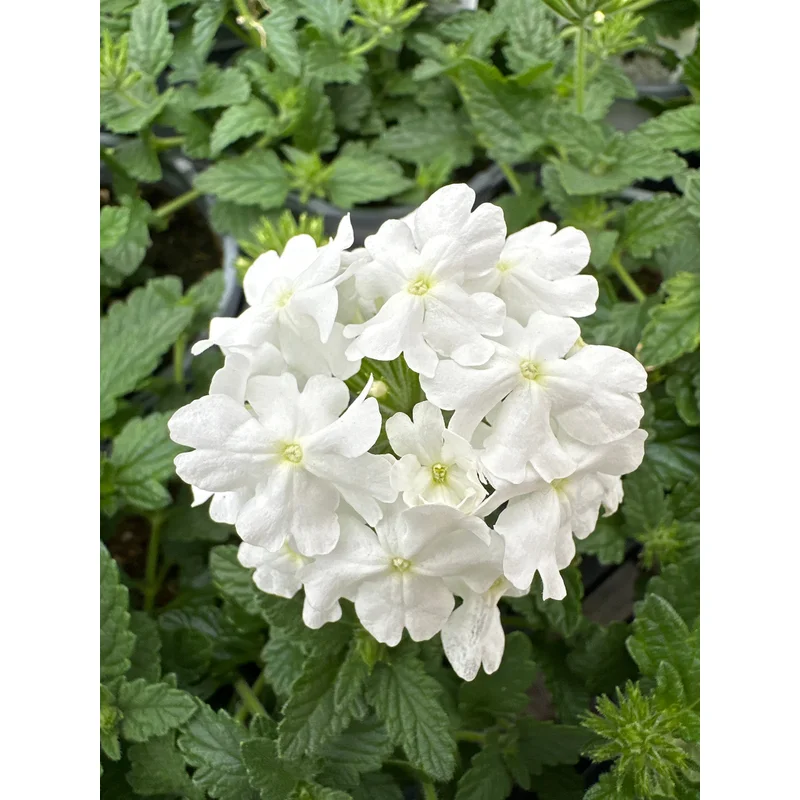VERBENA SUPERBENA WHITE – QUART POT