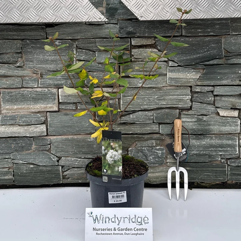 Viburnum burkwoodii P23