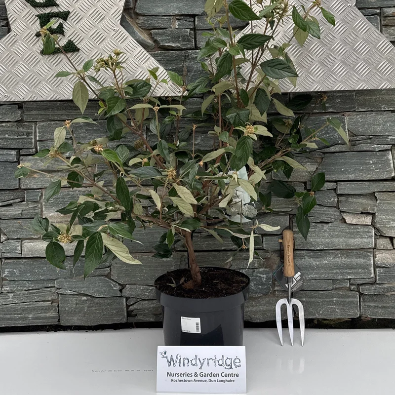 Viburnum Eskimo