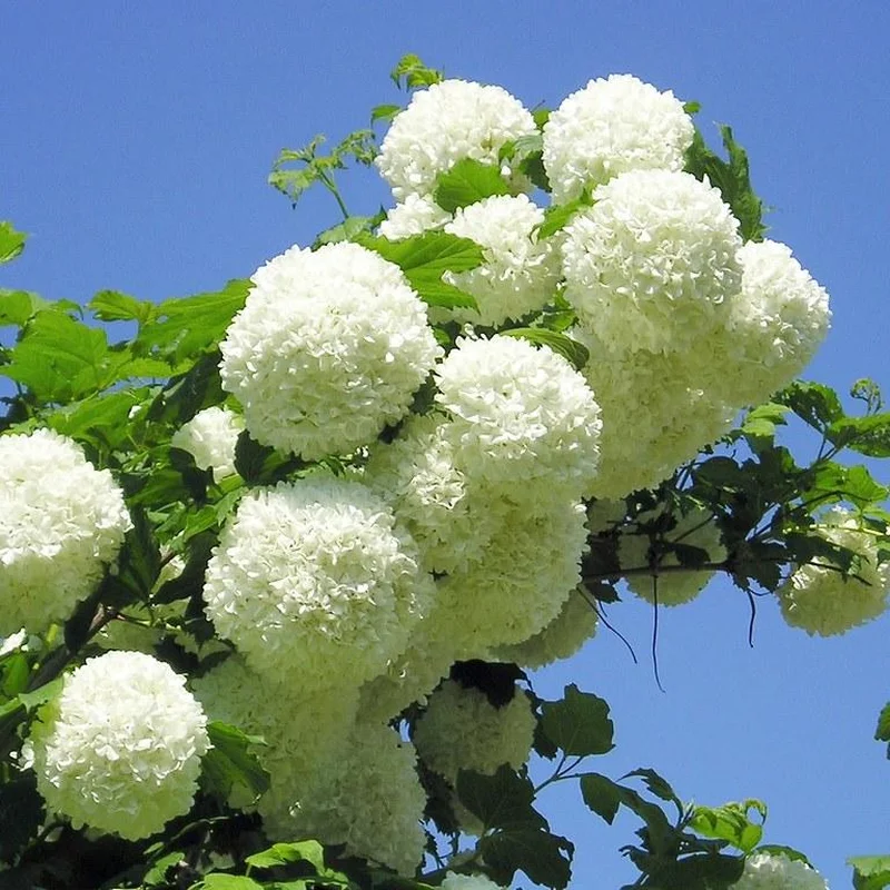 Viburnum Opulus Roseum