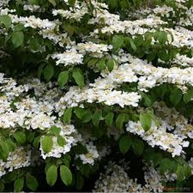 Viburnum plic. Mariesii40-50 CM C5