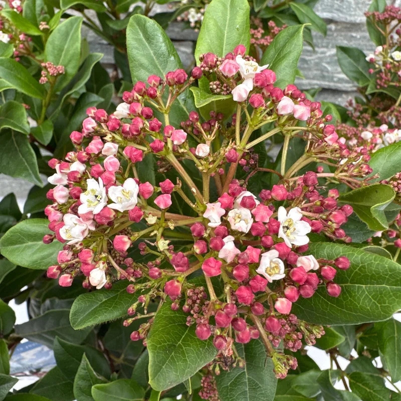 Viburnum tin. Gwenllian