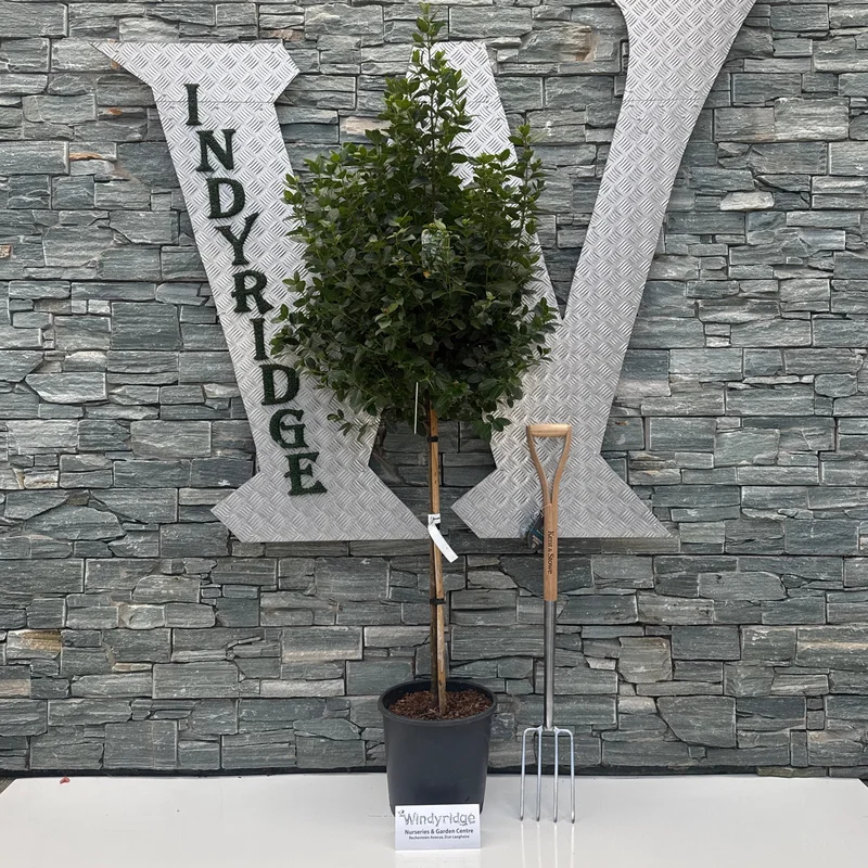VIBURNUM tinus Eva Price 1/2 Std