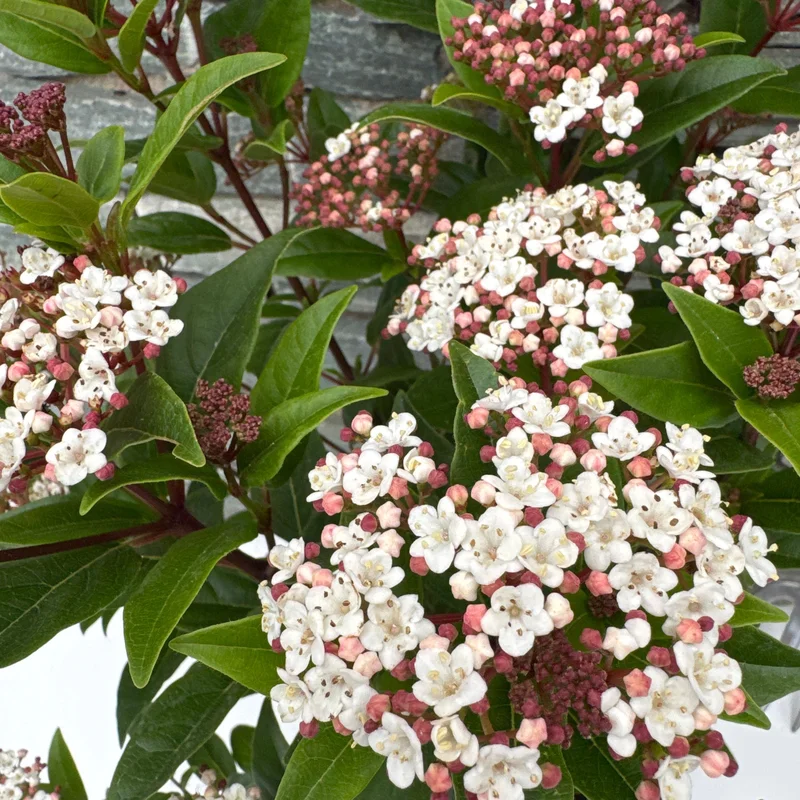 VIBURNUM TINUS SPIRIT