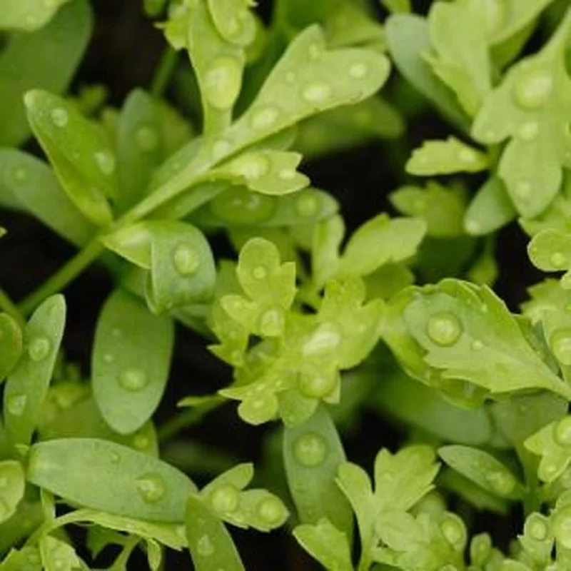 Watercress