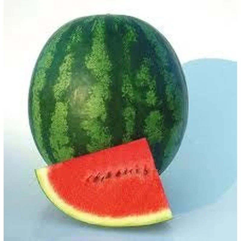 WATERMELON SHINY BOY – 4″ POT