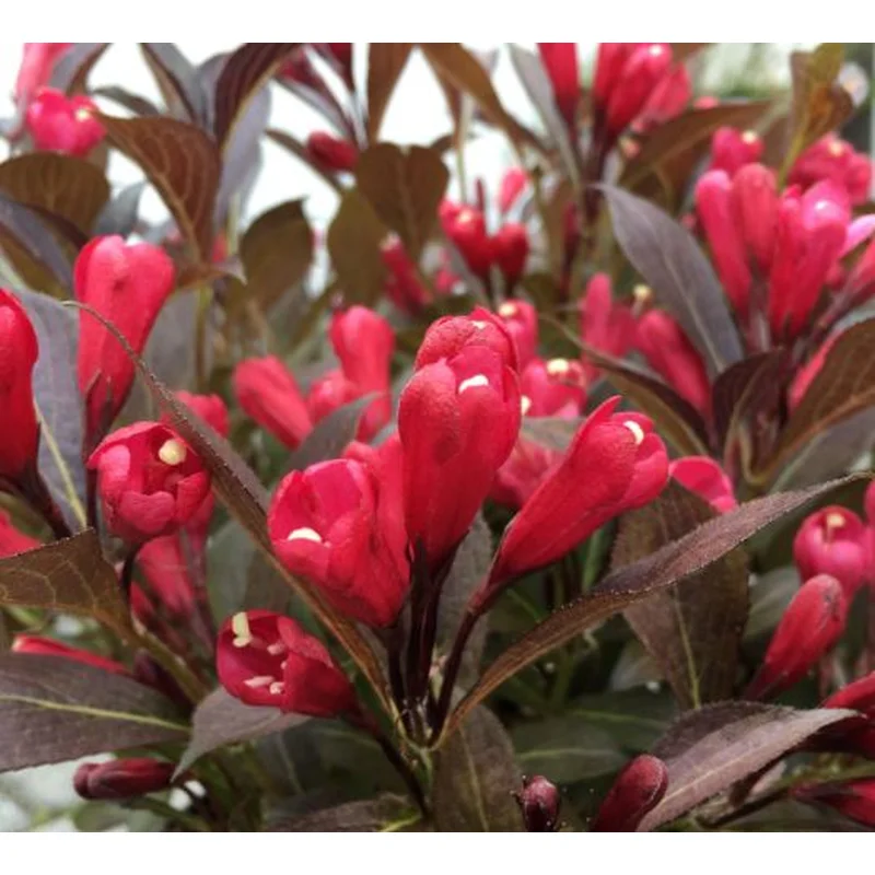 Weigela Date Night Electric Love