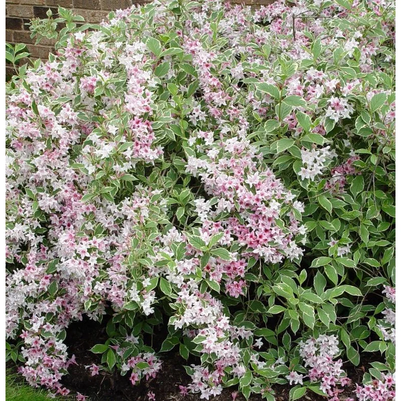 Weigela florida ‘Nana Variegata’