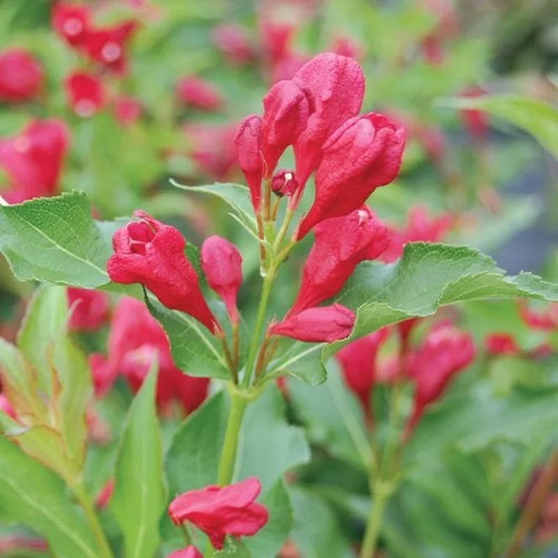 Weigela Sonic Bloom Red ‘Verweig6’ PW
