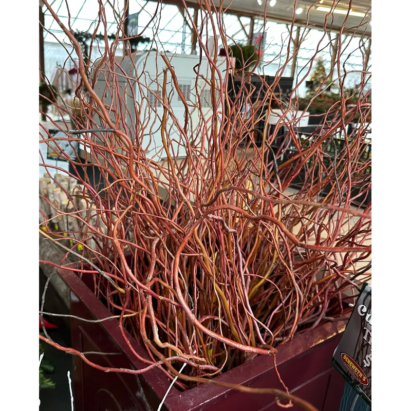 Western Curly Willow Tips – Red (Xmas)