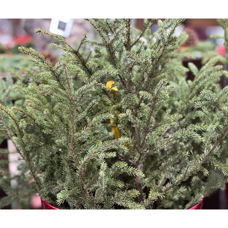 Window Box Spruce Tops (Xmas)