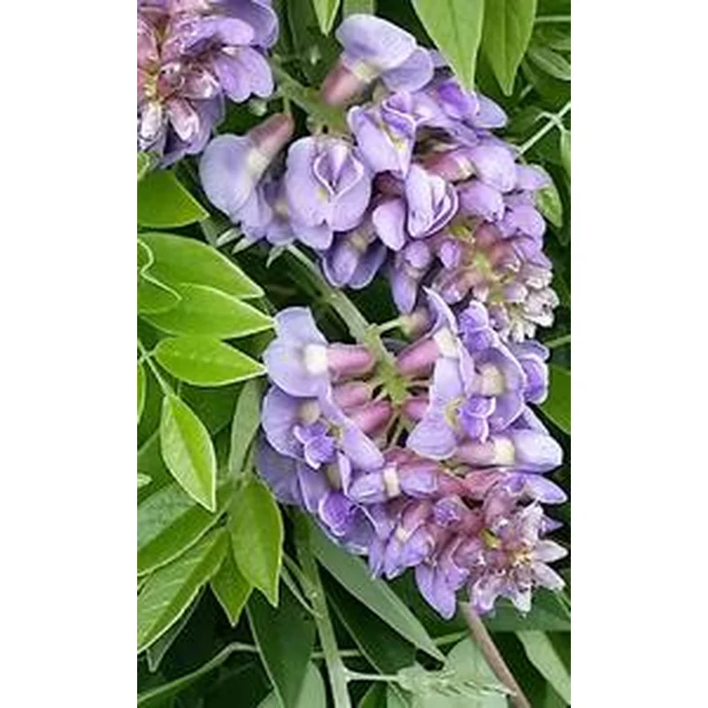 Wisteria ‘Amethyst Falls’ (vine)