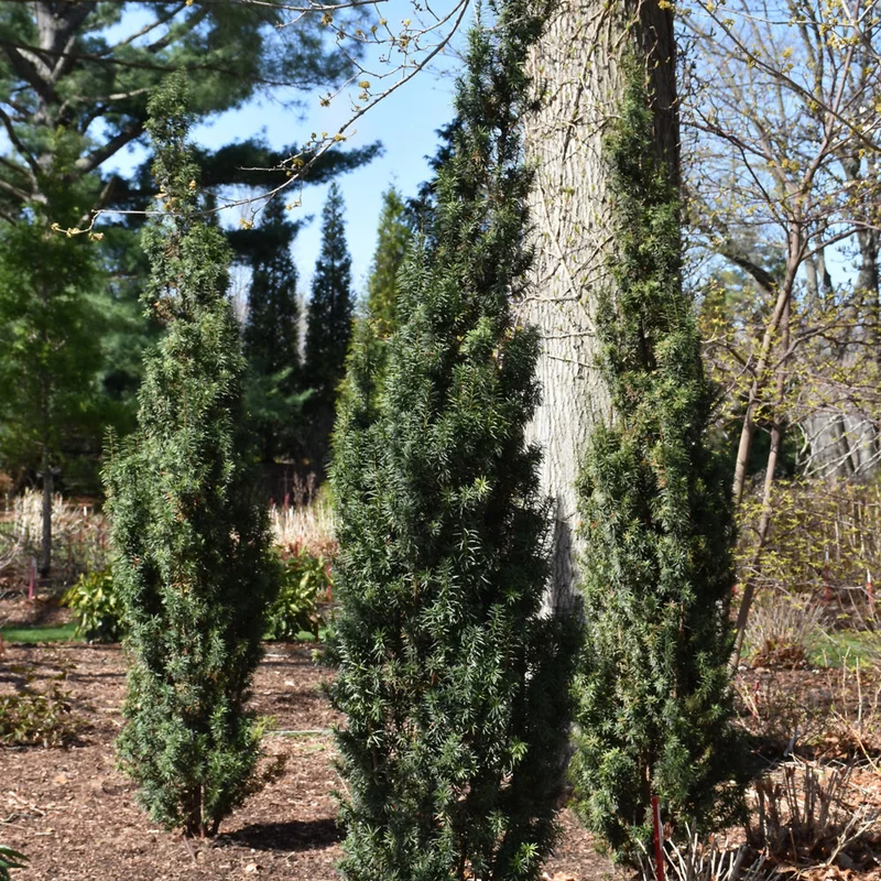 YEW STONEHENGE SKINNY