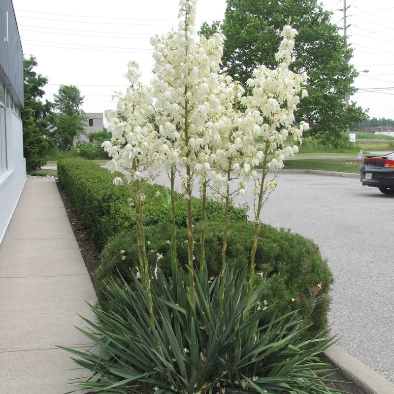 YUCCA FILAMENTOSA
