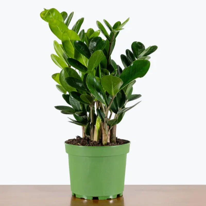ZAMIOCULCAS ZAMIIFOLIA LUCKY