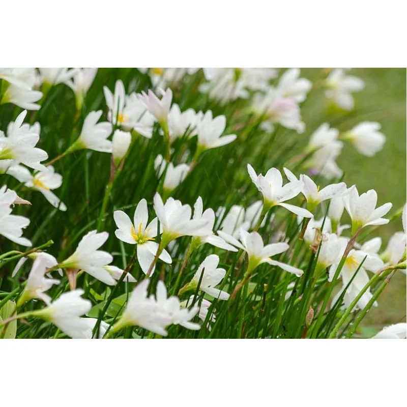 Zephyranthes Candida (White Rain Lily)