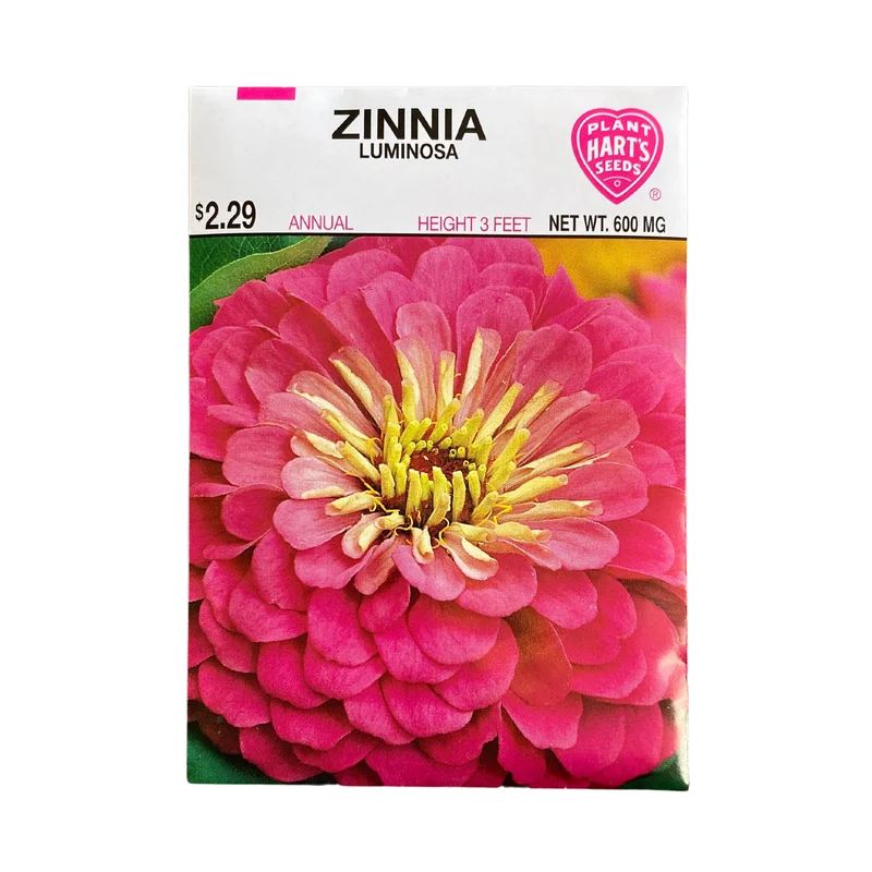 Zinnia Luminosa