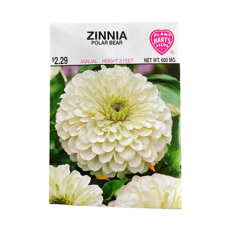 Zinnia Polar Bear