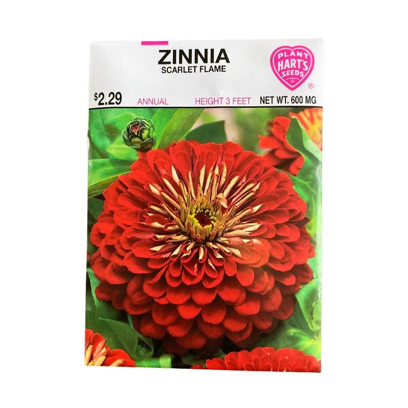 Zinnia Scarlet Flame