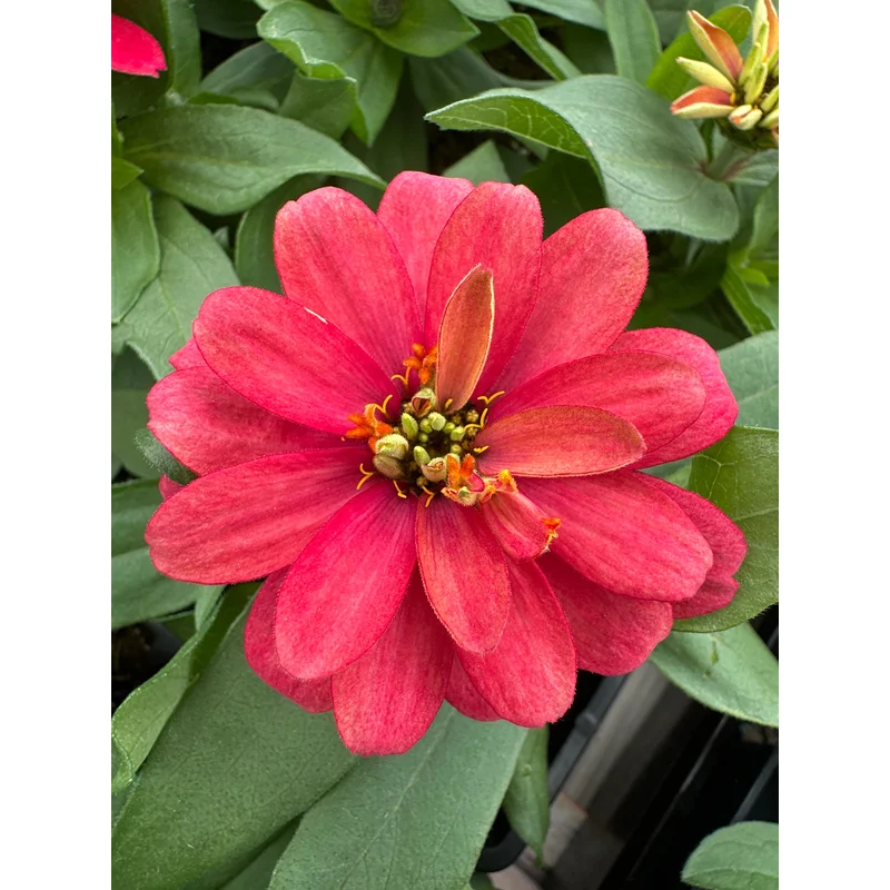 ZINNIA ZAHARA DOUBLE SALMON – JUMBO 6 PACK